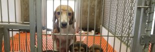 Privation, désespoir et mort au rendez-vous dans un élevage de beagle 'pour la recherche scientifique'