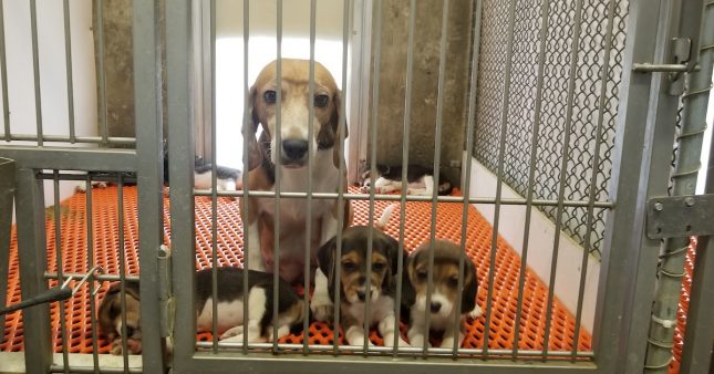 Privation, désespoir et mort au rendez-vous dans un élevage de beagle ‘pour la recherche scientifique’