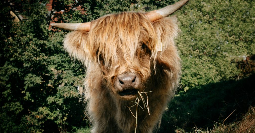 Pourquoi faire avaler un aimant à une vache peut lui sauver la vie