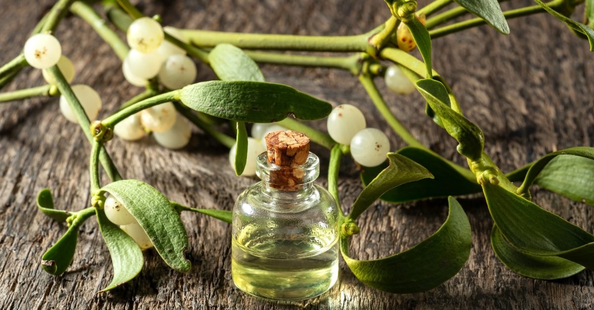 Vive le gui, plante sacrée pour se soigner tout au long de l’année !