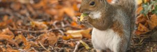 Comment les écureuils retrouvent-ils leurs noisettes ?