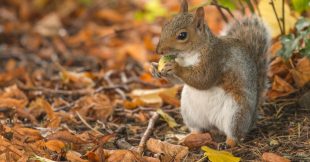 Comment les écureuils retrouvent-ils leurs noisettes ?