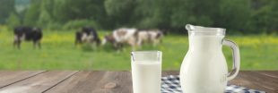 Émissions de gaz à effet de serre : les géants du lait et de la viande champions du greenwashing