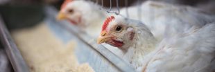 Un décret bien tiède : élever des poules pondeuses en cage sera toujours possible Un décret bien tiède : élever des poules pondeuses en cage sera toujours possible