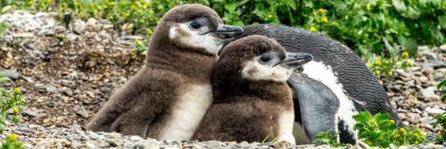 manchots de Magellan