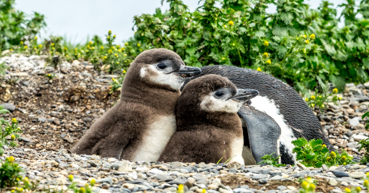 Massacre au bulldozer en Argentine : des centaines de manchots, leurs poussins et oeufs écrasés Massacre au bulldozer en Argentine : des centaines de manchots, leurs poussins et oeufs écrasés
