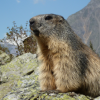 Dans la famille biodiversité ordinaire, protégeons la marmotte