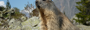 Dans la famille biodiversité ordinaire, protégeons la marmotte