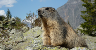 Dans la famille biodiversité ordinaire, protégeons la marmotte Dans la famille biodiversité ordinaire, protégeons la marmotte