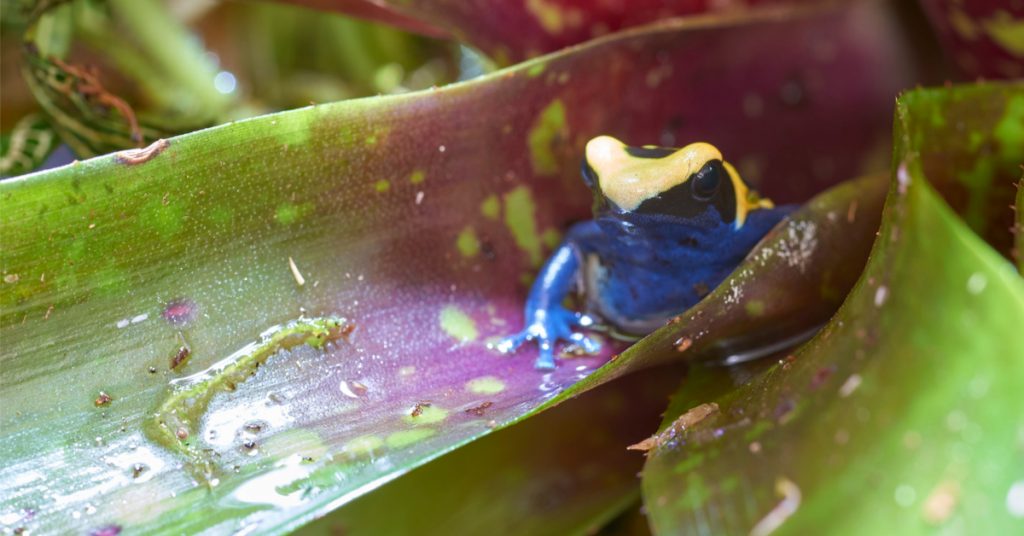 Les Neoregelia : Un peu de forêt tropicale chez vous !