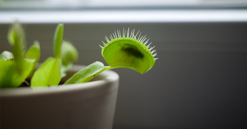 Quelle plante carnivore choisir pour une première expérience