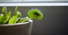 Quelle plante carnivore choisir pour une première expérience Quelle plante carnivore choisir pour une première expérience