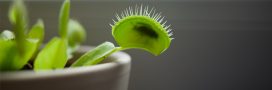 Quelle plante carnivore choisir pour une première expérience Quelle plante carnivore choisir pour une première expérience