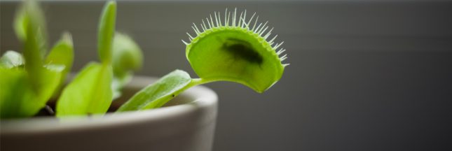 plante carnivore entretien