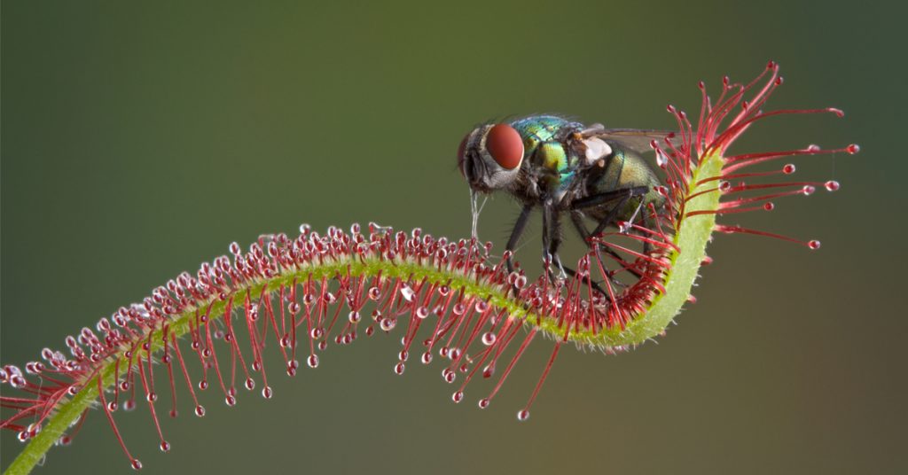 En photos – Captivantes plantes carnivores !