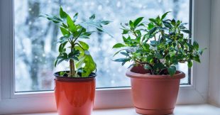 Prendre soin des plantes d'intérieur en décembre : ces gestes à ne pas oublier