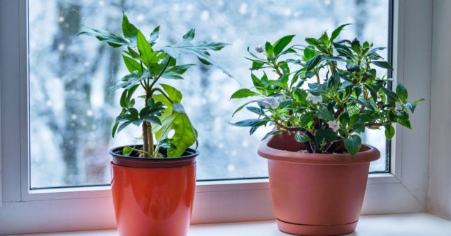 Prendre soin des plantes d'intérieur en hiver