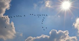 Comment les oiseaux migrateurs se protègent du soleil ?