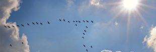 Comment les oiseaux migrateurs se protègent du soleil ?