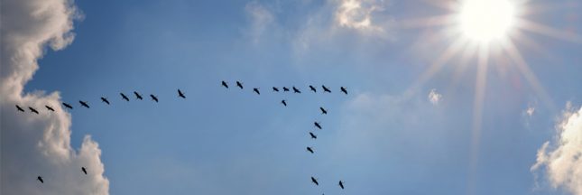 plumage des oiseaux migrateurs