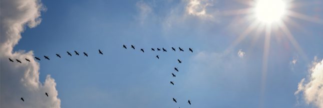 plumage des oiseaux migrateurs