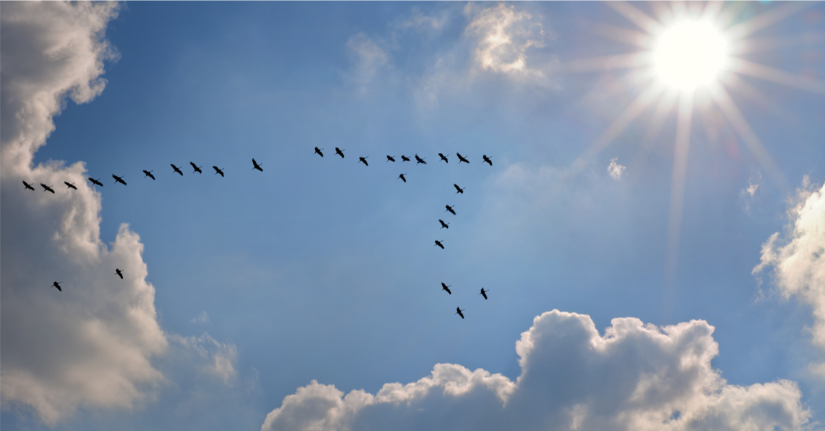 Comment les oiseaux migrateurs se protègent du soleil ?
