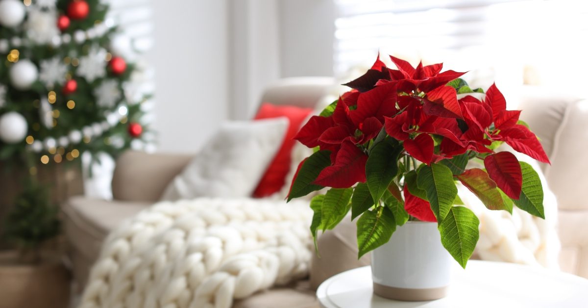 Comment faire durer votre étoile de Noël, le poinsettia