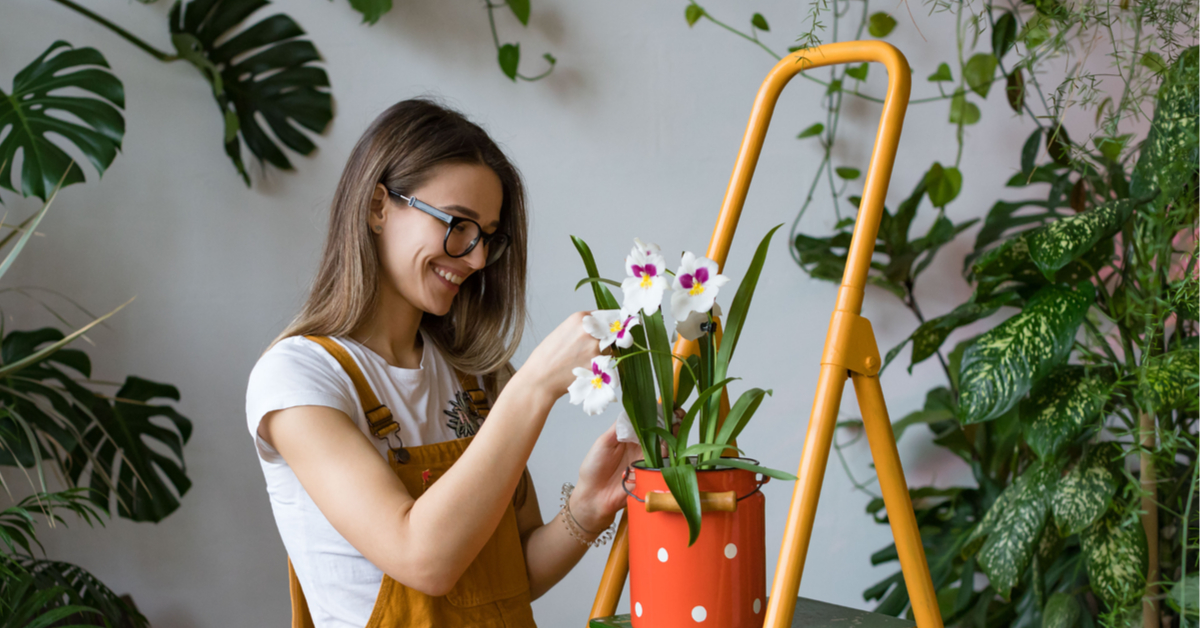 Faites refleurir vos orchidées pour les fêtes : nos astuces