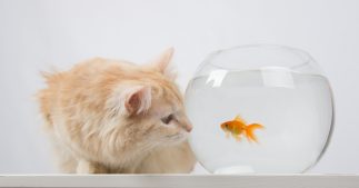 Vers la fin des poissons rouges en bocaux ronds ! Vers la fin des poissons rouges en bocaux ronds !