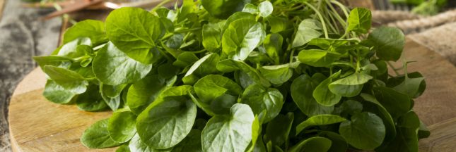 cresson recette janvier