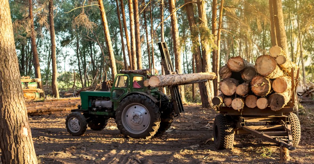 Déforestation : 1 multinationale sur 3 n’a aucun engagement en faveur des forêts