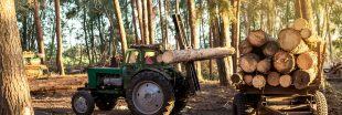 Déforestation : 1 multinationale sur 3 n'a aucun engagement en faveur des forêts
