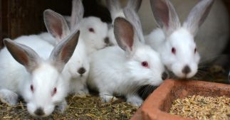 Justice : les lanceurs d'alertes de L214 condamnés Justice : les lanceurs d'alertes de L214 condamnés