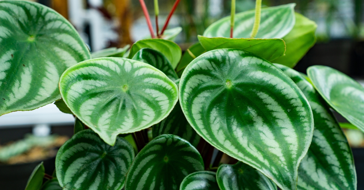 En janvier : bouturez le Peperomia En janvier : bouturez le Peperomia
