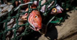 Surpêche et chalutage de fonds - peut-on sauver les océans ? Surpêche et chalutage de fonds - peut-on sauver les océans ?