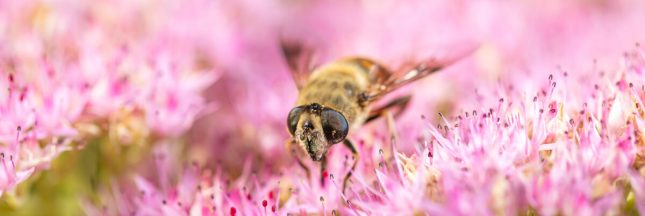 recours biodiversité pesticides