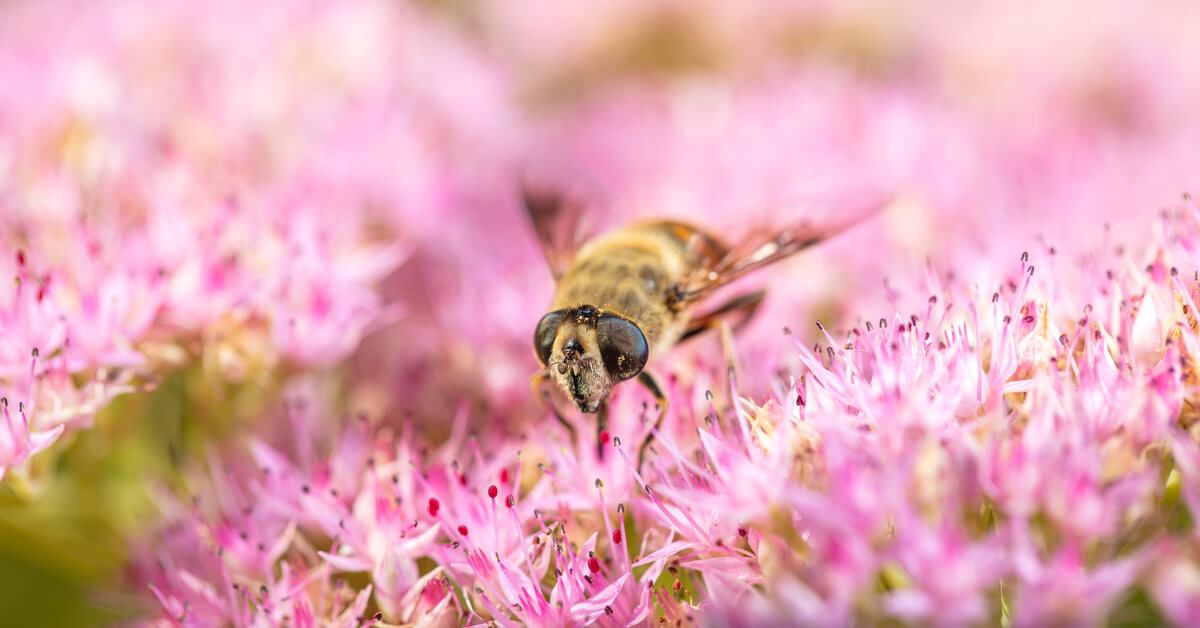 Pesticides : l’État assigné en justice