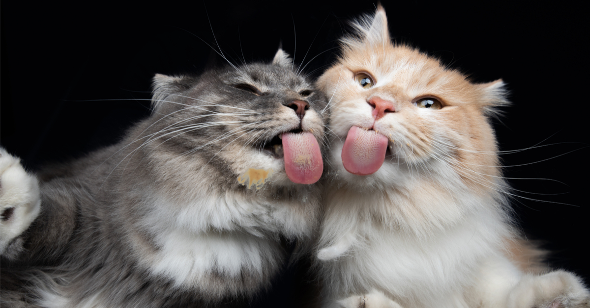 Innovation : va-t-on bientôt pouvoir lécher sa télé ?