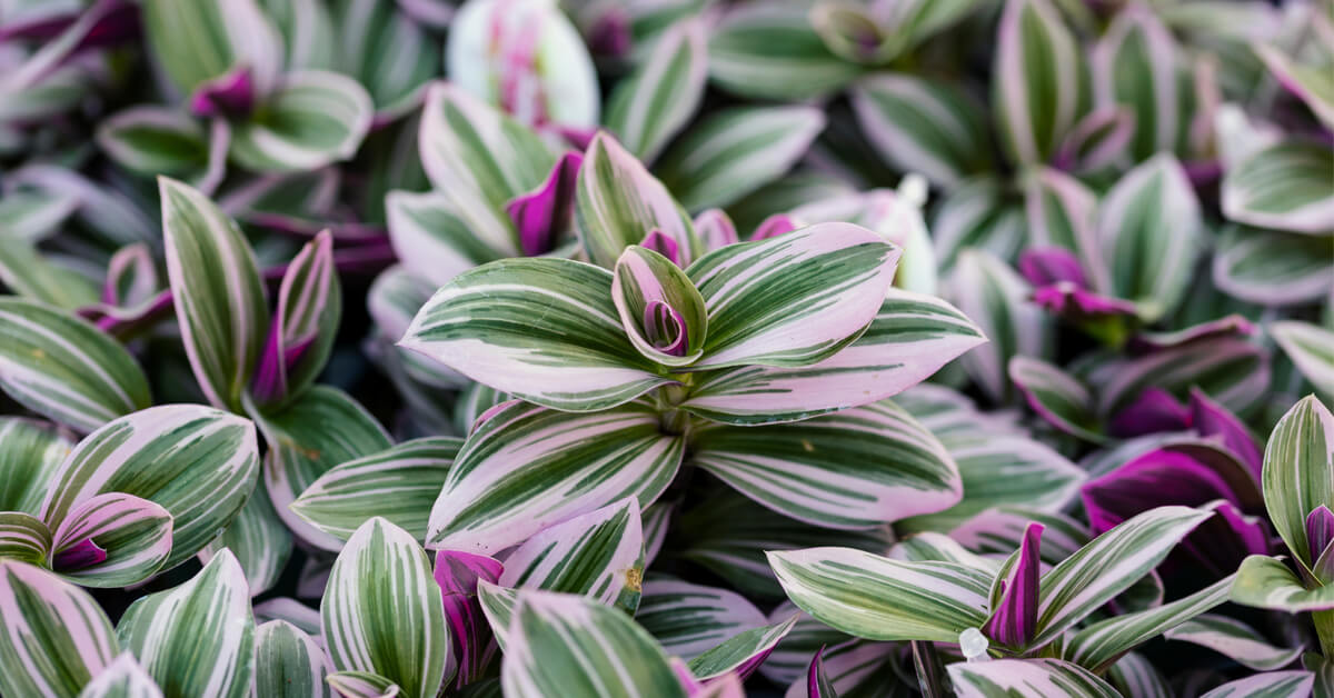 Les Tradescantia, une ‘misère’ plus qu’esthétique !