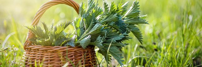 Que faire de l'ortie ?