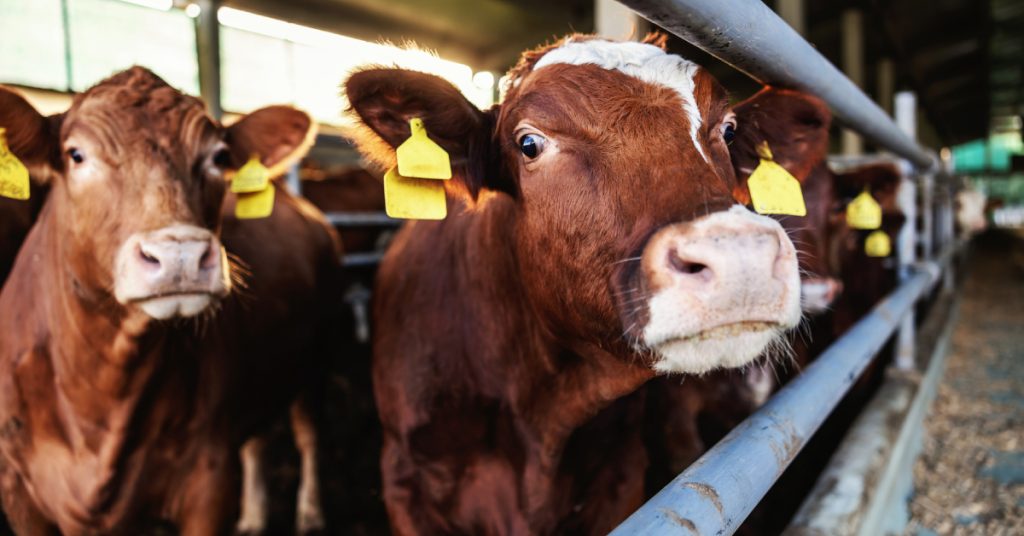 Les prairies et l’élevage des ruminants au coeur de la transition agricole et alimentaire