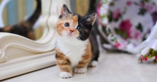 L'envers du décor cruel de la mode des chats et chiens mignons