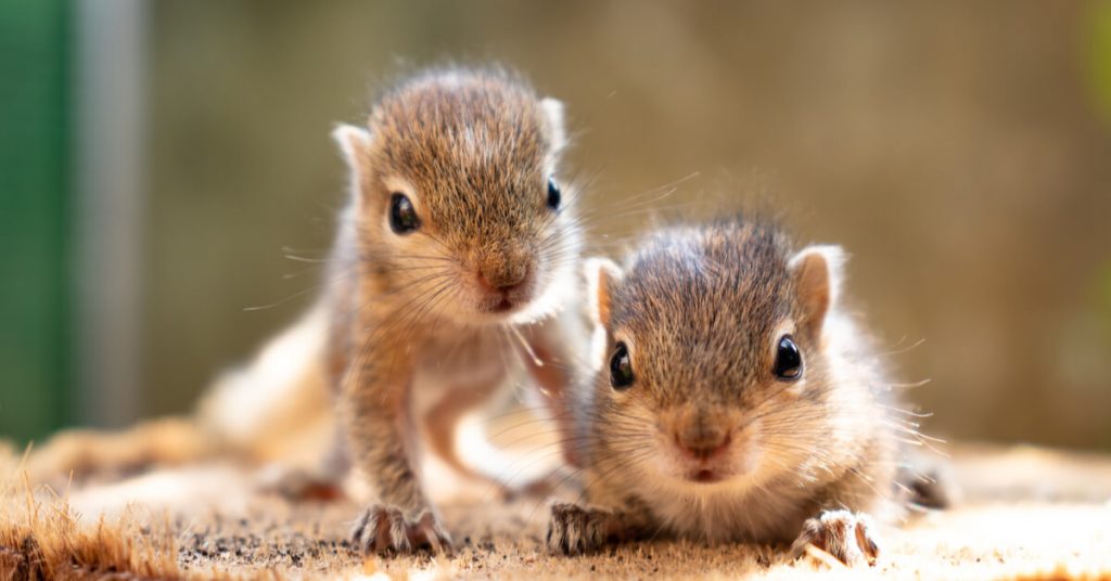 Tempêtes – Les animaux aussi en sont victimes