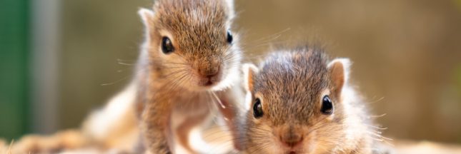 animaux sauvages tempête