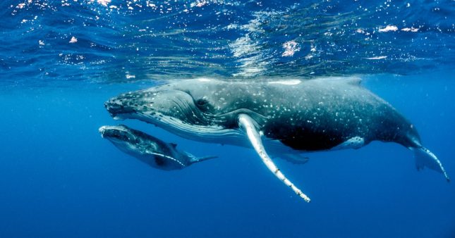 Si les humains vivaient comme des Baleines...