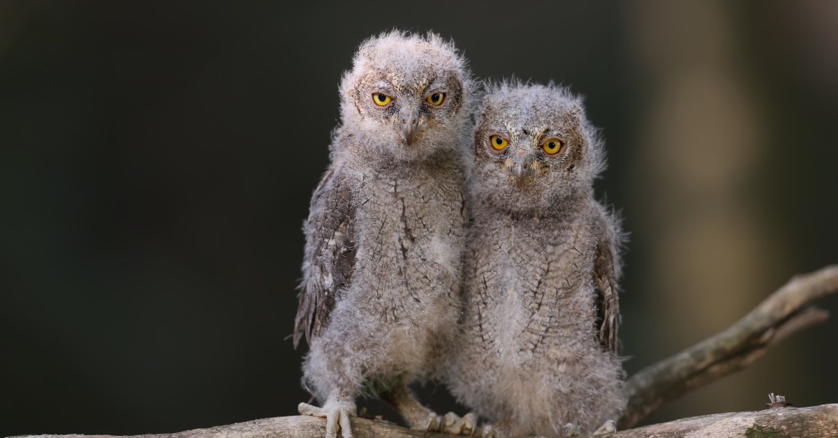 Poussins chouette effraie