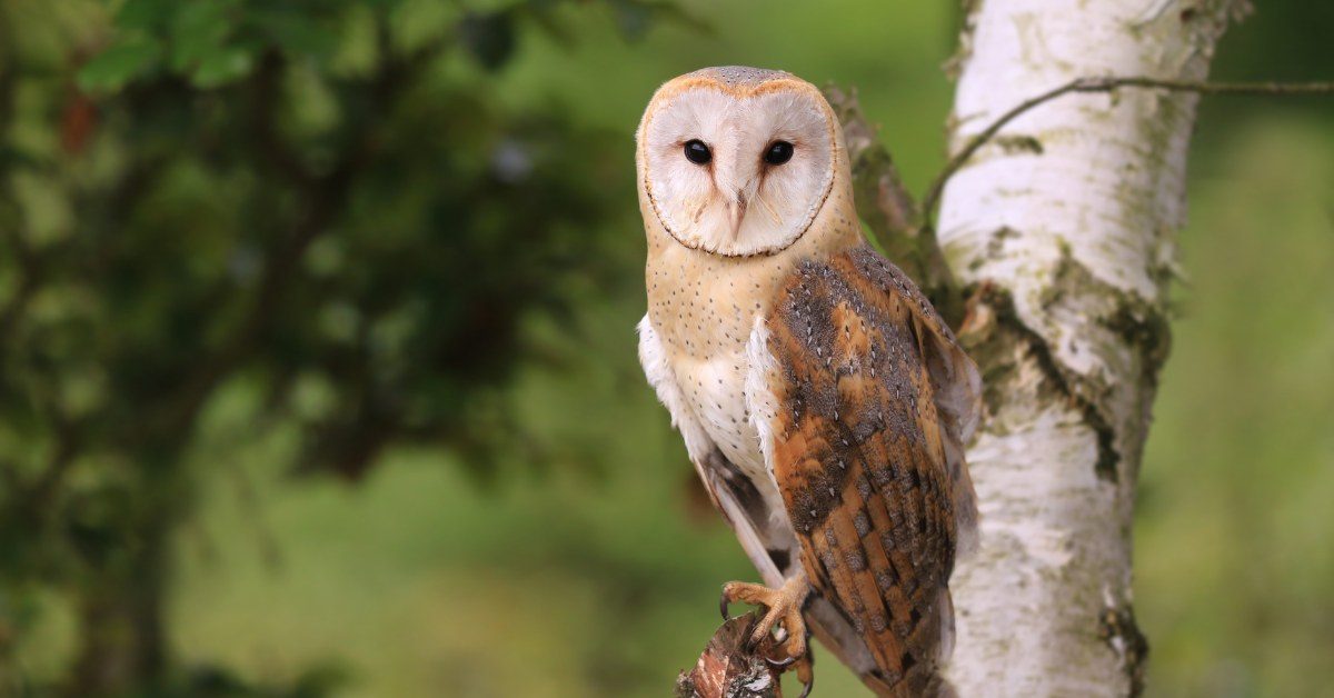 Dans la famille biodiversité ordinaire, protégeons la chouette effraie