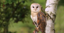 Dans la famille biodiversité ordinaire, protégeons la chouette effraie Dans la famille biodiversité ordinaire, protégeons la chouette effraie
