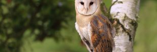 Dans la famille biodiversité ordinaire, protégeons la chouette effraie