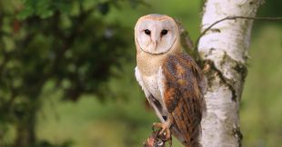 Dans la famille biodiversité ordinaire, protégeons la chouette effraie